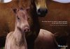 loans-for-farms-tony-pig-horse-small-45257.jpg