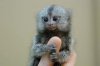 finger monkey.jpg