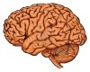 2470180-brain.jpg