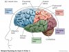 Lateral+view+of+the+brain.jpg