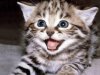 Khout-Kitten-458882.jpg