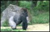 gorilla-walking-away-gif.jpg