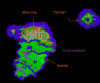 Minimap.png