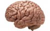 brain.jpg