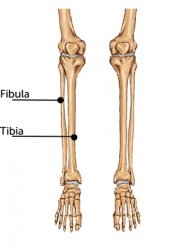 Why is it called Tibia / Fibula? | OTLand