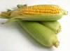 sweet-corn[1].jpg