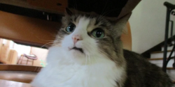 a cat with a look of horror and disgust