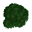 TopDownRainforestTree.png