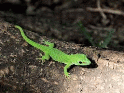 green lizard reference.gif