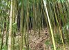 bambu.jpg