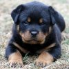 pups_forSale.jpg