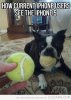funny-dog-tennis-ball-mouth.jpg