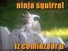 ninjasquirrel128588948158098186.jpg