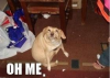 oh-me-dog.png