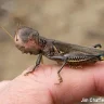 adalink